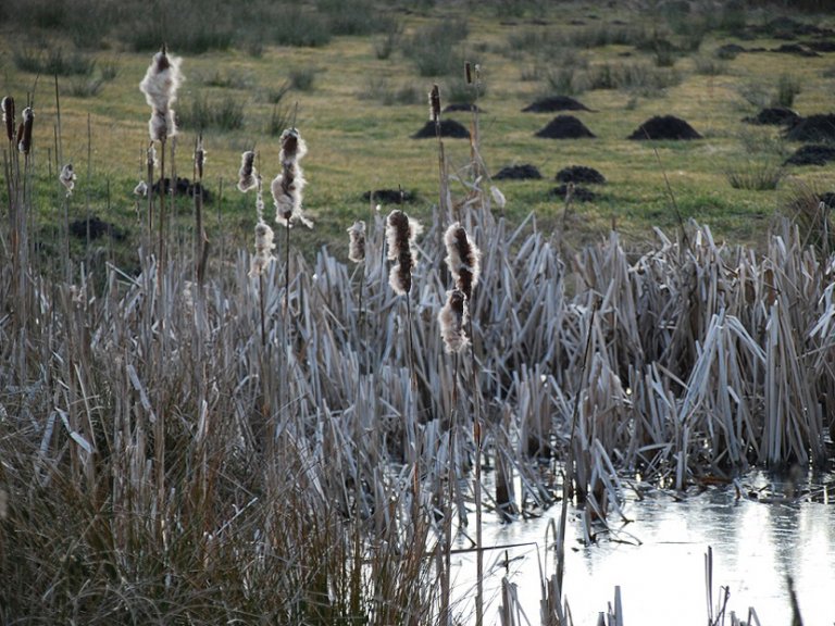 2022_2Winterruhe am Teich