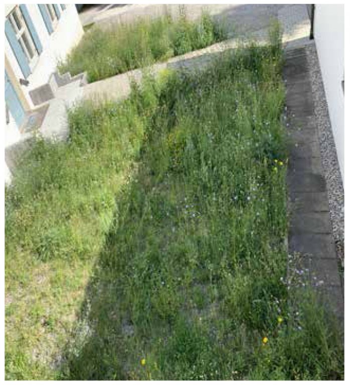 Blühwiese Pfarrheim