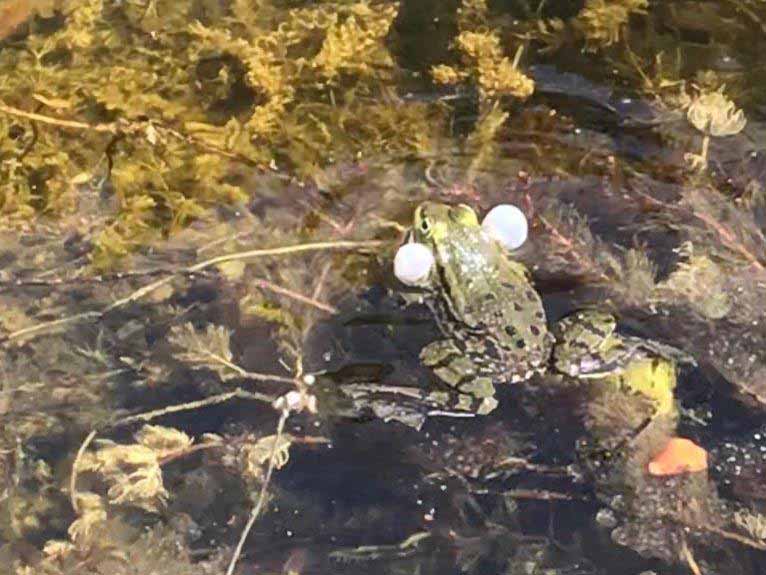 Wasserfrosch