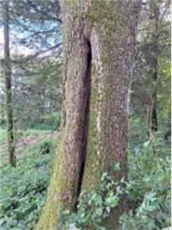Baum1