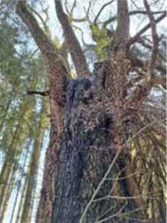 baum3