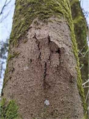 baum 6