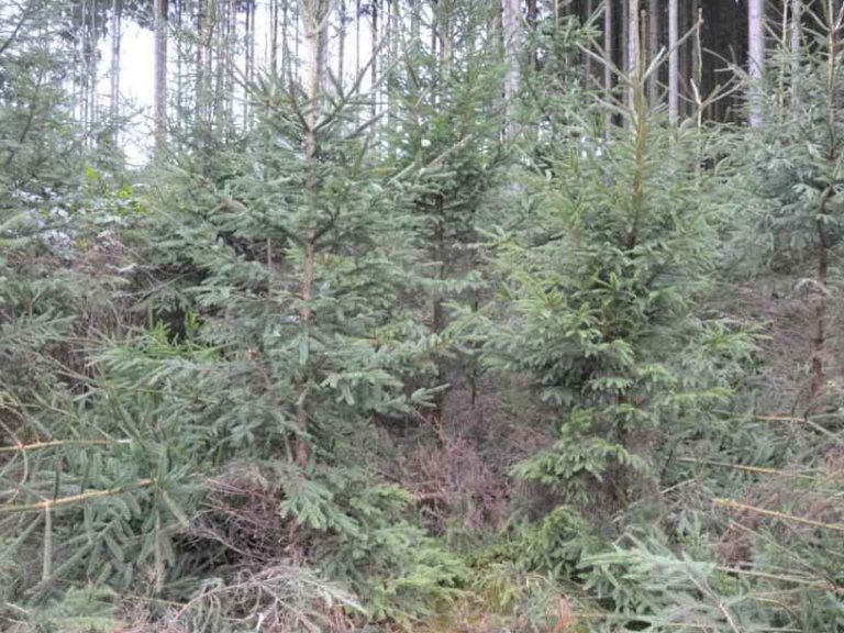 wald2