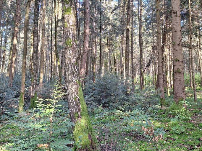 wald1