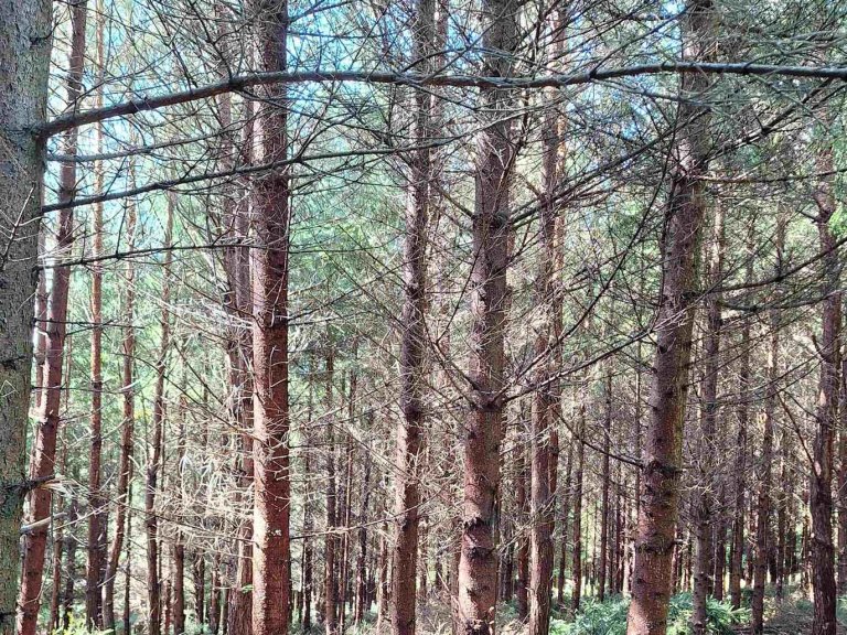 wald7 wald7