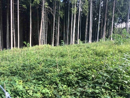 Wald1