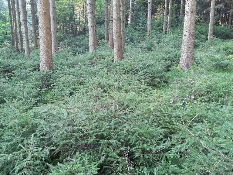 wald2 wald2