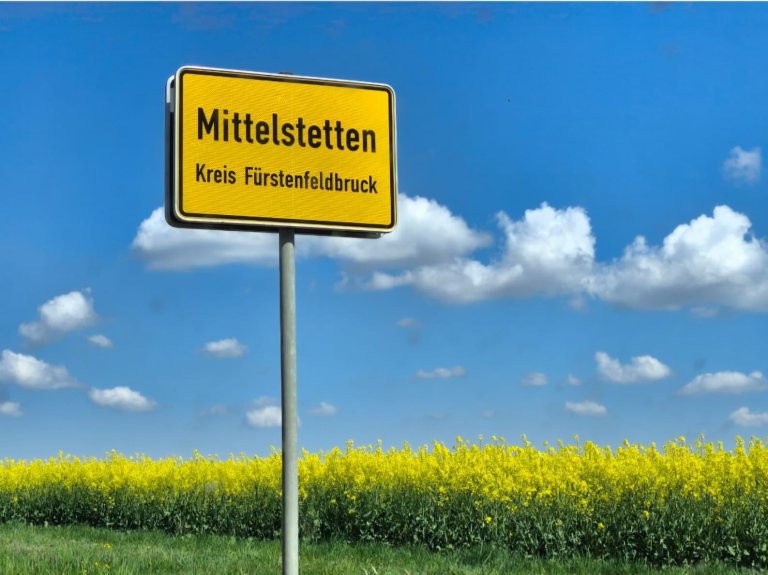 Raps in voller Blüte